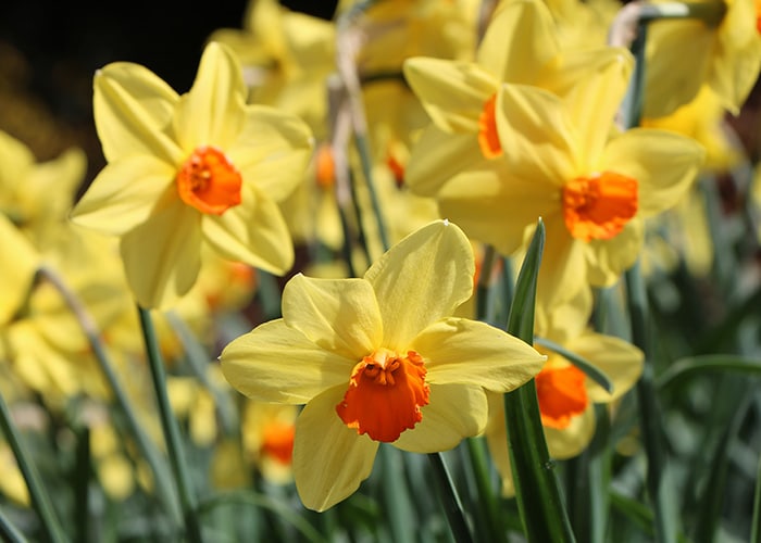 Amity Daffodil Festival